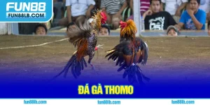 đá gà thomo