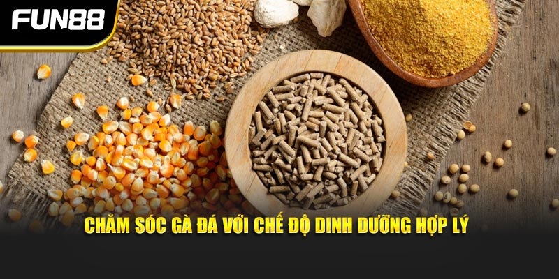 Chăm sóc gà đá với chế độ dinh dưỡng hợp lý Chăm sóc gà đá với chế độ dinh dưỡng hợp lý