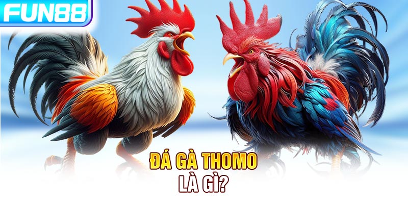 Đá gà Thomo là gì? Đá gà Thomo là gì?