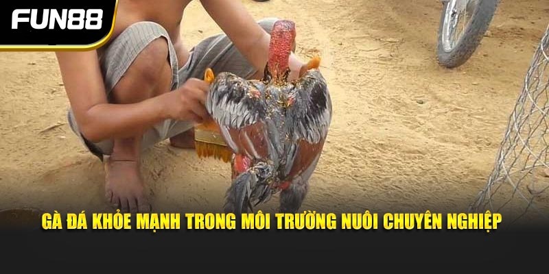 Gà đá khỏe mạnh trong môi trường nuôi chuyên nghiệp Gà đá khỏe mạnh trong môi trường nuôi chuyên nghiệp