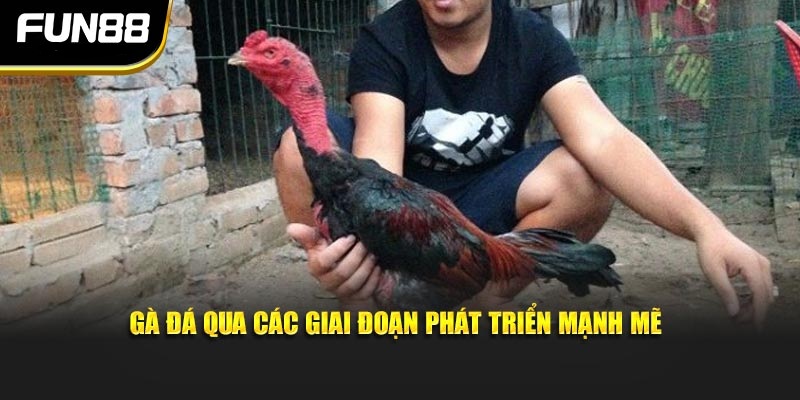 Gà đá qua các giai đoạn phát triển mạnh mẽ Gà đá qua các giai đoạn phát triển mạnh mẽ